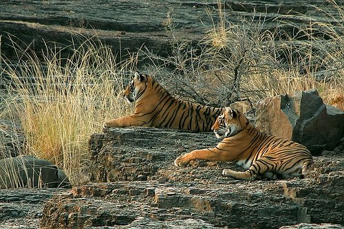 The Desert & Tiger Safari